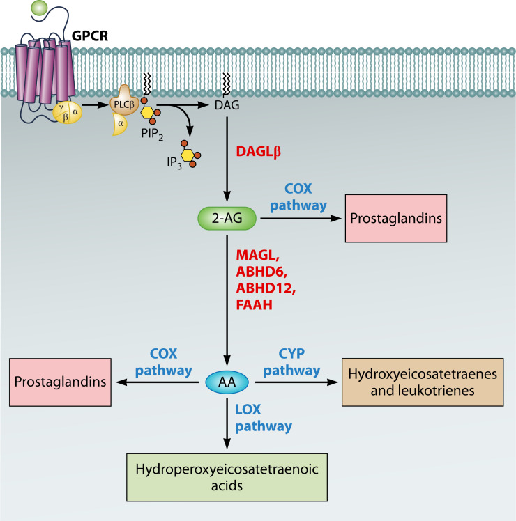 Representation of the biosynthesis and degradation pathways of 2-AG. This diagram illustrates the metabolic pathways involved in the synthesis and breakdown of 2-arachidonoylglycerol (2-AG). Stimulation of G protein-coupled receptors (GPCR) activates Phospholipase C (PLC), leading to the release of diacylglycerol (DAG) and inositol triphosphate. DAG is subsequently converted into 2-AG. The degradation of 2-AG is mediated by several enzymes: monoacylglycerol lipase (MAGL), alpha/beta-hydrolase domain 6 (ABHD6), alpha/beta-hydrolase domain 12 (ABHD12), and fatty acid amide hydrolase (FAAH), resulting in the production of arachidonic acid (AA). AA serves as a precursor for the synthesis of various eicosanoids through the cyclooxygenase (COX), lipoxygenase (LOX), and cytochrome P450 oxidase (CYP) pathways. These pathways generate bioactive lipids, such as prostaglandins, leukotrienes, and hydroperoxyeicosatetraenoic acids, which are critical for the inflammatory response and cellular signaling. Additionally, COX enzymes can directly transform 2-AG into prostaglandins.