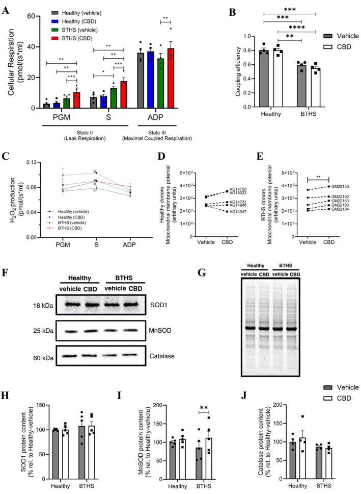 CBD increases maximal respiration in BTHS lymphoblastoids but does not improve mitochondrial efficiency. State II (substrate‐supported) and State III (ADP‐stimulated) respiration rates were measured in digitonin‐permeabilized BTHS and healthy B‐lymphoblastoids treated with either vehicle control or CBD (A). The mitochondrial coupling efficiency (B) and the effects of CBD treatment on hydrogen peroxide production in BTHS and healthy B‐lymphoblastoids are shown in (C). The individual donor response to CBD treatment on the mitochondrial membrane potential of healthy (D) and BTHS (E) B‐lymphoblastoids are shown 42 h post treatment. PGM = pyruvate, malate, glutamate, S = succinate, and ADP = adenosine triphosphate. Representative immunoblots, with an image of total protein loading, are shown (F, G), with quantifications for band densities, for SOD1 (H), MnSOD (I), and catalase (J). Data are shown as means ± S.E.M; n = 4–5. *p < 0.05, **p < 0.01, ***p < 0.001, ****p < 0.0001. abcGroup means with different letters are significantly different when comparisons are made under the same conditions.