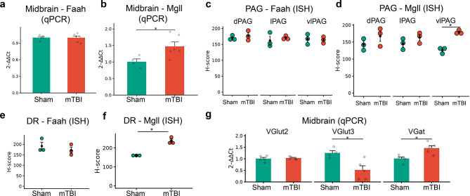 mTBI-induced changes in the gene expression of midbrain eCB hydrolyzing enzymes (Faah/mgll). a-b. Relative expression (qPCR) of eCB hydrolyzing enzymes Faah (a) and Mgll (b) 7 days following mTBI. (c,d) Comparison of ISH H-scores of Faah (c) and Mgll (d) between sham and mTBI groups in the different subdivisions of the PAG. (e,f) Comparison of eCB hydrolyzing enzymes Faah (e) and Mgll (f) ISH H-scores between sham and mTBI groups in the DR. (g) mTBI-induced relative gene expression (qPCR) changes in glutamate (VGlut2/VGlut3) and GABA (VGat) vesicular transporters in the midbrain. Relative expression data (bar graphs) are presented as mean ± SEM (n = 5–6 mice/group). Dot plots representing H-scores are presented as mean ± SEM (n = 3 mice/group). * p < 0.05, **p < 0.01, *** p < 0.001 and **** p < 0.0001