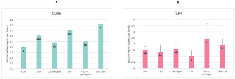 The relative mRNA expression levels (normalized to the glyceraldehyde-3-phosphate dehydrogenase and β-actin expression levels as the most accurate endogenous control gene) of (A) CD36 molecule (CD36) and (B) toll-like receptor 4 (TLR4) in the jejunum tissue of chickens. The chickens were fed a control diet (CON), CON supplemented with 30 g of hemp extract/kg diet (CBD), CON diet and subjected to E. coli LPS and C. perfringens challenge (LPS and C. perfringens), and CON diet supplemented with 30 g of hemp extract/kg diet and subjected to E. coli LPS and C. perfringens (CBD + LPS and CBD + C. perfringens). Significant differences are indicated by different letters (p < 0.05). The error bars indicate the pooled standard deviations in each dietary treatment group for the eight chickens.