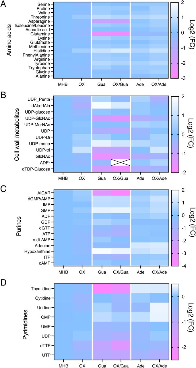 Exposure of MRSA to guanosine or adenosine has pleiotropic effects on the MRSA metabolome.Heatmap comparison of amino acids (A), cell wall metabolites (B), purines (C) and pyrimidines (D) in JE2 grown in MHB and MHB supplemented with guanosine (Gua, 200 µg/ml) or adenosine (Ade, 200 µg/ml) with or without oxacillin (OX, 1 µg/ml). The data presented are the average of three biological replicates analysed using GraphPad Prism V9. Individual metabolite levels that were significantly different were identified using a one-way ANOVA analysis.