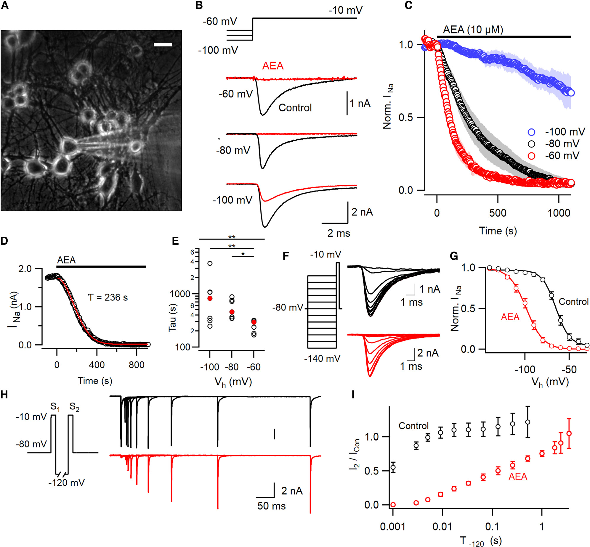 VGSC current block by anandamide increases with depolarization of the holding potential(A) Photomicrograph of primary cultured murine neocortical neurons. White horizontal bar represents 25 μm.(B) Exemplar VGSC currents before (black) and after AEA (red; 10 μM for 400 s) application at three holding potentials. Holding potentials (Vh) were stepped to −10 mV for 30 ms from −60, −80, or −100 mV.(C) Normalized VGSC current following AEA application at time zero (indicated by black horizontal bar here and in later figures). Data are shown as mean ± SEM (open symbols ± shading) with Vh represented as red (−60 mV, n=7), black (−80 mV, n=7), or blue (−100 mV, n=7).(D) The time course of response to AEA in exemplar recording, shows that VGSC current amplitude is well described by Equation 1.(E) Time constants (τ; Equation 1) of inhibition of VGSC currents by AEA (median as filled red circles and individual values as open circles) are accelerated at depolarizing Vh (KW test, p=0.0016, n=7 per group). Dunn’s multiple comparison test indicates faster block at −60 mV compared with −100 mV (p=0.0068) and −80 mV (p=0.012).(F) VGSC currents activated following 100 ms conditioning prepulses in two neurons after 0.07% ethanol (black) or 10 μM AEA plus 0.07% ethanol (red) application (20 min). Left inset, voltage traces.(G) Average normalized conductance (error bars here and below represent ± SEM) plots following prepulse indicates that AEA (red, n=8) shifts V0.5 by −33 mV (−65 vs −98 mV) compared with vehicle control (black, n=6). The curves represent the Boltzmann equation.(H) Superimposed currents show recovery of AEA-mediated VGSC inhibition (red) following a step to −120 mV compared with vehicle (black). Current elicited by S2 (I2) increases with time. Voltage protocol (inset) indicates step (S1 and S2) to −10 mV separated by step to −120 mV.(I) I2 increased relative to the control VGSC current (ICon) elicited by step to −10 mV before AEA application. The rate of recovery of I2/ICon slowed by AEA (red, n=4) compared with control (0.07% ethanol, black, n=4).