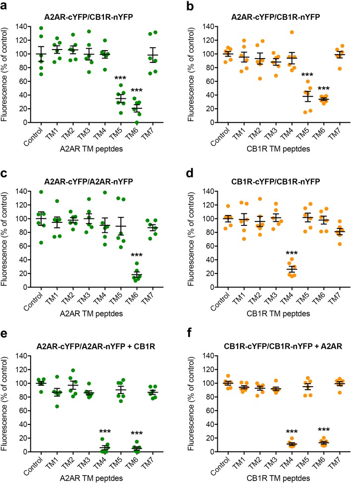 Heteromeric and homomeric interfaces in the A2AR-CB1R heterotetramer. a–f BiFC experiments with synthetic peptides with the amino acid sequence of all TMs of A2AR and CB1R. HEK-293T cells were transiently transfected with a, b cDNAs of A2AR and CB1R separately fused to complementary halves of YFP (A2AR-cYFP and CB1-nYFP; 6 μg in both cases); c, e cDNAs of two different molecules of A2AR separately fused to complementary halves of YFP (A2AR-cYFP and A2AR-nYFP; 3 μg in both cases) without (c) or with (e) co-transfection with cDNA of non-fused CB1R (1 μg); d, f cDNAs of two different molecules of CB1R separately fused to complementary halves of YFP (CB1R-cYFP and CB1R-nYFP; 3 μg in both cases) without (d) or with (f) co-transfection with cDNA of non-fused A2AR (1 μg). Cells were treated for 4 h with medium (control) or 4 μM of indicated TM peptides (numbered 1–7). Values are means ± S.E.M. (n = 6 with triplicates in all the experiments) of the percentage of the fluorescence in the control group and analyzed statistically with repeated measures ANOVA, followed by Dunnett’s multiple comparison test (***: p < 0.001, compared with control)