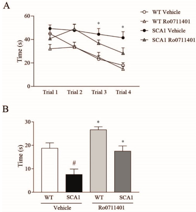 Treatment with the mGlu1 receptor PAM, Ro0711401, improves learning and memory in 8-week-old SCA1 mice. Spatial learning and memory retention in 8-week-old SCA1 mice and wild-type littermates are shown in (A) and (B), respectively. * p < 0.05 SCA1 vehicle vs. the respective values obtained in wild-type mice in (A). * p < 0.05 vs. SCA1 vehicle; # p < 0.05 vs. the respective values obtained in WT mice treated with vehicle in (B). Statistical analysis was performed by two-way ANOVA for repeated measures + Bonferroni test in (A) and two-way ANOVA + Bonferroni test in (B). Values are means ± SEM of 7–10 mice. In (A): interaction, F9,93 = 2.71, p = 0.0076; time, F3,93 = 30.19, p < 0.0001; treatment, F3,31 = 7.474, p = 0.0007; subject, F31,93 = 4.545, p < 0.0001. In (B): genotype, F1,30 = 24.02, p < 0.0001; treatment, F1,30 = 15.29, p = 0.0005; interaction, F1,30 = 0.9748, p = 0.3314.