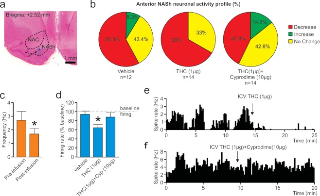 Effects of ICV THC and CYP on anterior NASh medium spiny neurons activity patterns. (a) Representative microphotograph showing typical intra-aNASh in vivo MSN recording location (b) Summary of experimental neuronal groups showing relative changes (no change, increase, or decrease) in firing frequencies following ICV pharmacological treatments (C) ICV THC significantly decreased spontaneous aNASh MSN neuronal firing frequency. (d) ICV THC alone (1 µg/μl) caused a significant decrease in spontaneous aNASh MSN neuronal firing frequency rates vs baseline. This inhibitory effect was reversed by co-administration of the behaviorally effective dose of CYP (10 µg/μl). (e) Sample rastergram showing typical aNASh MSN response pattern following ICV THC (1 µg/µl) infusion (arrows indicate intra-NAc infusion event). (f) Sample rastergram showing typical aNASh MSN response pattern following ICV THC (1 µg/µl) and CYP (10 µg/µl) infusion, demonstrating the block of THC’s neuronal effects with MOR blockade (arrows indicate intra-NAc infusion event).