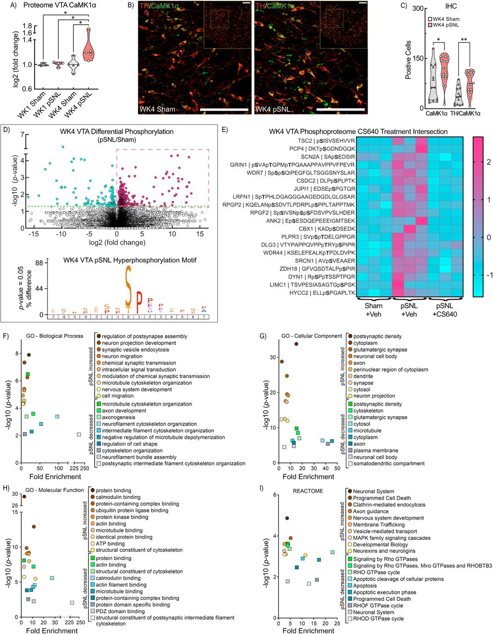 Activation of VTA CaMKK2-CaMK1α Axes.a Violin plot illustrating CaMK1α abundance in the VTA proteome, normalized to WK1 sham mice. WK4 pSNL mice show elevated CaMK1α (1W ANOVA: F(3,13) = 3.441, p = 0.0488; WK1 Sham vs. WK4 pSNL, p = 0.0348; WK1 pSNL vs. WK4 pSNL, p = 0.0257; WK4 Sham vs. WK4 pSNL, p = 0.0175). b Cropped confocal photomicrograph shows TH+ (red) and CaMK1α+ (green) in VTA neurons. Inset shows full VTA photomicrograph for the same male WK4 sham (left) and pSNL (right) mice. Images underwent rolling-ball background subtraction, linear contrast adjustment, and resizing for display. c Violin plot displays VTA cell counts for CaMK1α+ and TH+CaMK1α in WK4 sham and pSNL mice (unpaired t-tests: t(29) = 2.359, *p = 0.0253; t(29) = 3.434, **p = 0.0018; solid lines in violin plots denote the median, while dashed lines indicate quartiles). d (top) Volcano plot illustrating the effect of pSNL on VTA-specific phosphorylated peptides at WK4 (n=3/samples per group), with significant differences expressed as −log10(p-value) ≥ 1.30. The y-axis reflects −log10 adjusted p values; blue symbols represent decreased abundance of phosphopeptide ions while red symbols and box indicate increased abundance in pSNL compared to sham. d (bottom) iceLogo of hyperphosphorylation motif in WK4 pSNL mice illustrate amino acids at phosphosites with p-values < 0.05. e Heat map shows unbiased hierarchical clustering of 20 significantly increased phosphorylated peptides at WK4 in pSNL versus sham-operated mice, is reduced following CS640 treatment (2 μg/μL, ICV) in pSNL versus CS640-treated pSNL mice, confirming consistent expression patterns across biological samples (9 mice; 3 per sample). f, g, h, i VTA phosphoproteomic enrichment analysis utilizing the DAVID identifying significant increases and decreases at WK4 post-pSNL. Key biological processes (BP) (f), cellular components (CC) (g), molecular functions (MF) (h), and reactome pathways (i) significantly enriched including multiple proteins associated with the CaMKK2-CaMK1α axis linked to dendritic morphogenesis.