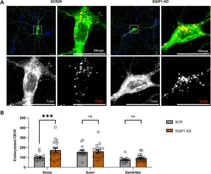 SGIP1 knockdown increases CB1R accumulation at somatic endolysosomes after agonist stimulation. (A) Representative confocal images of DIV14 hippocampal neurons expressing EGFP–CB1RWT and either an shRNA targeting SGIP1 (SGIP1 KD) or a non-targeting scrambled control (SCR29). Cells were transfected at DIV9 and left for 5 days to ensure knockdown. Cells were pre-incubated in leupeptin for 3 h to block degradation. Surface EGFP–CB1R was then labelled with anti-GFP antibody, and endocytosis was induced by incubation in 5 µM 2-AG for 1 h. Residual surface anti-GFP was stripped off prior to fixation and staining to reveal the endocytosed pool of receptors. Upper left panels for each condition show a whole-cell field of view, and additional panels are enlargements of soma (indicated by boxes). Green, total GFP staining; red, endocytosed GFP staining (Endo); blue, axon marker (ankyrin-G). Scale bars: 20 μm. See Fig. S4 for enlargements and quantification of axonal and dendritic ROIs. (B) Quantification of data represented in A. Knockdown of SGIP1 leads to accumulation of CB1R in the somatic endolysosomal system (SCR29 versus SGIP1 KD: mean±s.e.m., 100.00±8.00 versus 173.21±21.31; n=17 versus n=18; ***P=0.0008). There was no significant difference in endocytosed CB1R in axons (SCR29 versus SGIP1 KD: mean±s.e.m., 155.19±13.33 versus 160.19±16.52; n=17 versus n=18; P=0.9915) or dendrites (SCR29 versus SGIP1 KD: mean±s.e.m., 75.00±6.65 versus 92.80±8.75; n=17 versus n=18; P=0.7372). Endocytosed fluorescence was normalised to total fluorescence and is shown as a percentage of soma SCR29. Two-way ANOVA with Sidak's post hoc test. n=17–18 neurons from five independent neuronal cultures per condition. ns, not significant.