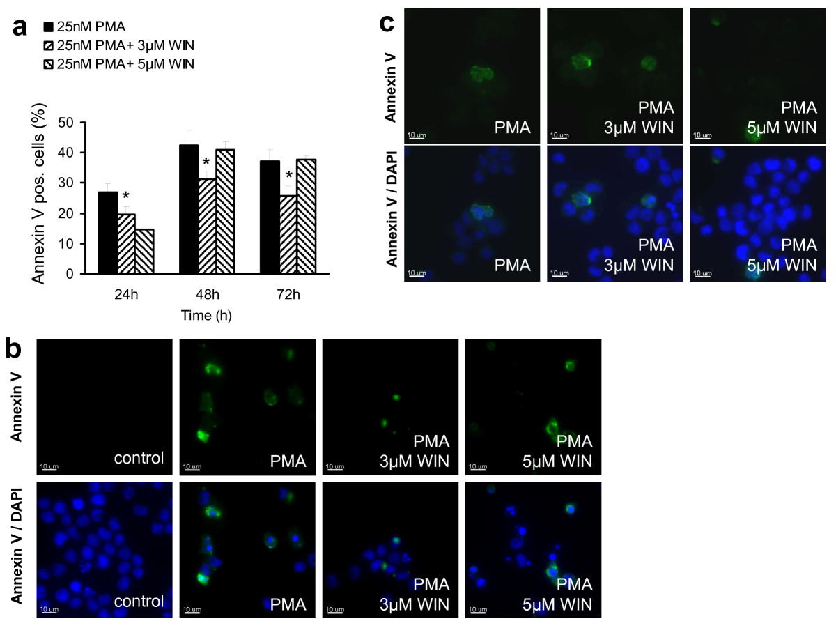 WIN55212-2 did not enhance PMA-induced apoptosis. Differentiation of U937 cells was induced by 25 nM PMA with or without co-incubation with WIN55212-2. The experimental groups were: 1.) Vehicle control = treatment with 0.1% DMSO only, 2.) Differentiation control = treatment with 25 nM PMA, 3.) Experimental groups were treated additionally with 3 μM or 5 μM WIN55212-2, respectively. Differentiated (a) and non-differentiated cells (b) were separated due to its adherence after 72 h incubation and apoptotic cells were detected by annexin V staining and FACS analysis (figure 3a) or immunocytochemical analysis after counterstaining with DAPI (figure 2b). Annexin V-positive cells in the non-differentiated cell fraction are quantified in figure 3a and displayed in figure 3b. Immunocytochemical analysis of adherent cells are shown in figure 3c. Data are shown as mean +/- SEM, n = 12; *p < 0.05 in comparison with the total cell number. Scale bar = 10 μm.