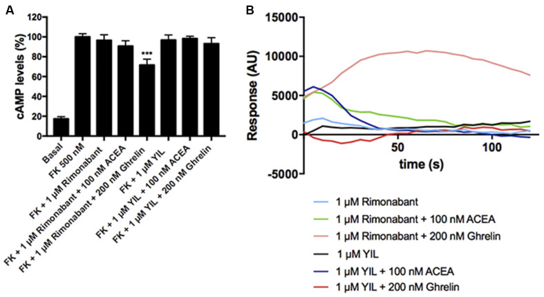 Effect of antagonists in the functionality of the CB1-GHS-R1aHet. HEK-293T cells were transfected with cDNAs encoding for GHS-R1a (1.5 μg) and for CB1R (1 μg; A) or with cDNAs encoding for GHS-R1a (1.5 μg), CB1R (1 μg), and the 6GCaMP calcium sensor (1 μg; B). Cells were pre-treated with antagonists, 1 μM YIL 781 -for GHS-R1a- or 1 μM rimonabant -for CB1R-, and subsequently stimulated with selective agonists, 200 nM ghrelin -for GHS-R1a- or 100 nM ACEA -for CB1R-. cAMP levels were analyzed by the Lance Ultra cAMP kit and results were expressed in % respect to levels obtained upon 0.5 μM FK stimulation (A; 100%). Representative real- time traces of cytoplasmic Ca2+ responses are shown (eight independent experiments; B). In cAMP accumulation assays, the values are the mean ± SEM of eight independent experiments performed in triplicates. One-way ANOVA followed by Bonferroni’s multiple comparison post-hoc test were used for statistical analysis. ***p < 0.001; vs. FK treatment.