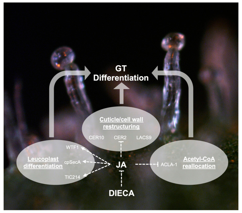 A proposed model for the control of processes important for cannabis (Cannabis sativa L.) glandular trichome (GT) differentiation by jasmonic acid (JA), which positively (dashed arrows) and negatively (dashed bars) regulate specific key enzymes. Diethyldithiocarbamate (DIECA) negatively affects GT differentiation by inhibiting JA signalling.