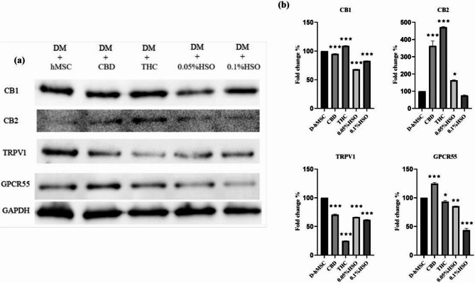 Western blotting. a CB1, CB2, TRPV1, and GPCR55 after 72h of adipose differentiation, 72h of CBD, THC, 0.05%HSO, or 0.1%HSO treatment, and maintenance medium until day 14. b CB1, CB2, TRPV1, and GPCR55 densitometry. The biological experiments data presented as mean and standard deviation (SD) of quadruplicate technical replicates (n=4) were used to represent all data (mean ± SD), are shown; ANOVA as *p≤0.05, ** P ≤0.01, *** P≤0.001