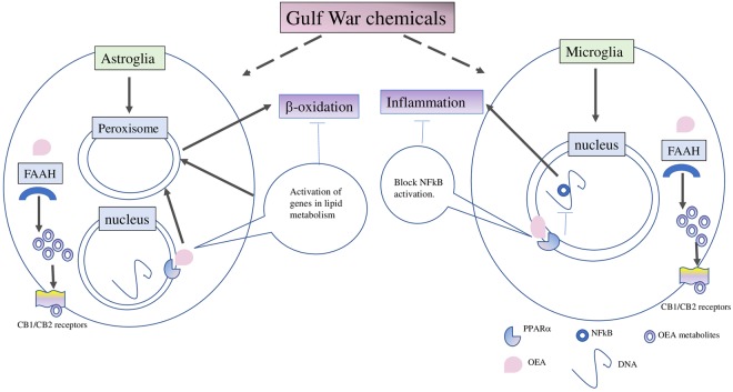 Gulf War chemicals dysregulate peroxisomal lipid metabolism in astroglia, contributing to microglia activation and inflammation which corresponds with neurobehavioral deficits. Our working hypothesis is that GW chemicals affect peroxisomal lipid metabolism in the astrocytes since astroglia activation occurs earlier than microglia activation in this GWI mouse model. We also propose that the failure of astroglia to perform its neuroprotective function contributes to the subsequent activation of microglia and neuroinflammation. Targeting peroxisomes with OEA is expected to reduce astroglia activation which corresponds with normalization of peroxisomal lipid metabolism. We also propose that OEA may also reduce NFκB activation in microglia, thereby reducing neuroinflammation. In another scenario, OEA may undergo degradation by FAAH and oxygenation by other enzymes, generating additional bioactive metabolites which may target the cannabinoid receptors and also promote anti-inflammatory responses via synergistic activation of NFκB.