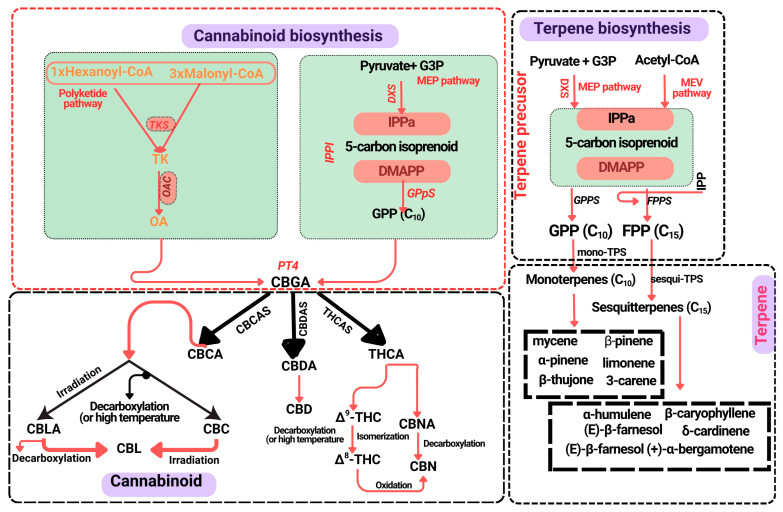 A simplified schematic representation of the cannabinoid and terpene biosynthetic pathways in Cannabis sativa L. Cannabinoid precursors and biosynthesis: The path begins with olivetolic acid (OA), formed from tetraketide (TK) via tetraketide synthase (TKS) and olivetolic acid cyclase (OAC). Geranyl pyrophosphate (GPP), synthesised by geranyl pyrophosphate synthase (GPPS) from dimethylallyl pyrophosphate (DMAPP) and isopentenyl diphosphate (IPP) through the methylerythritol phosphate (MEP) pathway, is transferred to OA by PT4 (geranylpyrophosphate: olivetolate geranyltransferase 4) to form cannabigerolic acid (CBGA), the central cannabinoid precursor. CBGA is converted into major cannabinoids: cannabidiolic acid (CBDA) via CBDA synthase (CBDAS), tetrahydrocannabinolic acid (THCA) via THCA synthase, and cannabichromenic acid (CBCA) via CBCAS. Following non-enzymatic decarboxylation yields active cannabinoids such as cannabidiol (CBD), Δ9-tetrahydrocannabinol (Δ9-THC), and cannabichromene (CBC), among others. Minor cannabinoids include cannabinol (CBN), cannabicyclol (CBL), and their acidic precursors (CBNA, CBLA). Terpene precursors and synthesis: Terpenes derive from the cytosolic mevalonate (MEV) and plastidial MEP pathways. Farnesyl diphosphate (FPP), synthesised by farnesyl pyrophosphate synthase (FPPS), and GPP, serve as key precursors. Terpene synthase (TPS) enzymes catalyse the formation of diverse mono- and sesqui-terpenes that contribute to the plant’s aroma and therapeutic properties.