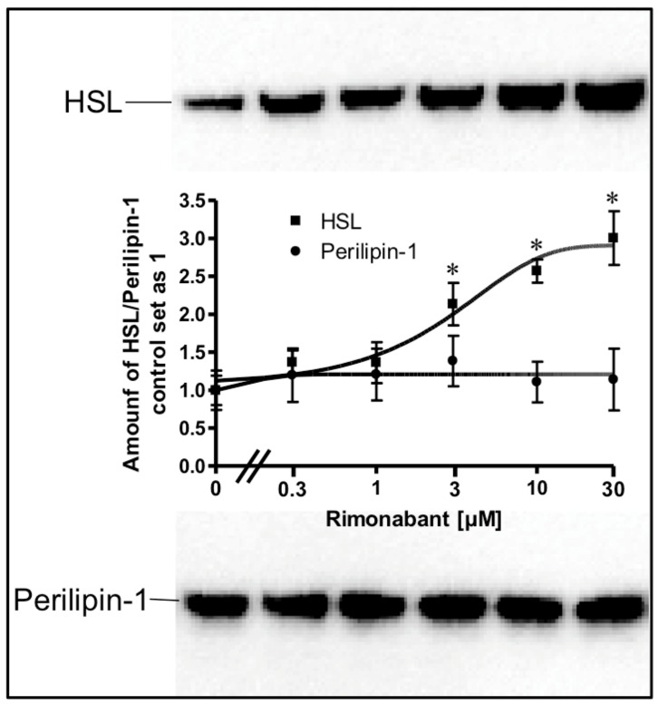 Increase in the amount of LD-associated HSL in a cell-free system by Rimonabant. Primary rat adipocytes were incubated (20 min, 37 °C) in the absence or presence of increasing concentrations of Rimonabant. Subsequently, LD were prepared from the washed adipocytes, reconstituted with partially purified rat adipocyte HSL and then incubated (90 min, 30 °C). LD were recovered from the total incubation mixtures by centrifugation through a sucrose cushion from the top fraction 6 (see Materials and Methods). Extracted proteins were separated by SDS-PAGE and analyzed for HSL (■) and perilipin-1 (●) by immunoblotting. The images of a typical experiment are shown repeated two times with similar results. The quantitative evaluation of the three experiments is also shown (mean ± SD). * p ≤ 0.05 for HSL recovered with LD between absence and presence of Rimonabant; no significant differences for perilipin-1.