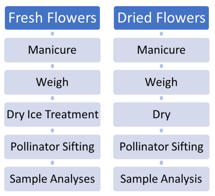 Schematic of procedures employed for experimental fresh and dried flower processing.