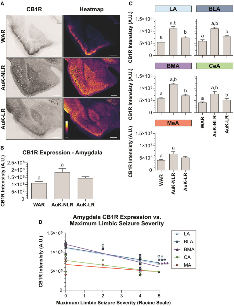 CB1R immunostaining in the amygdala after chronic seizures. WARs with limbic recruitment (LR) and WARs with no limbic recruitment (NLR). (A) Representative images of CB1R immunostaining in the amygdala in different experimental groups (left column) and their correspondent heatmap (right column). (B) CB1R immunostaining in the total amygdala area of WARs (n = 5) compared with WARs after the AuK with limbic recruitment (LR, n = 6) and with no limbic recruitment (NLR, n = 4). (C) CB1R signal intensity in different amygdala nuclei: lateral amygdala nucleus (LA), basolateral amygdala nucleus (BLA), basomedial amygdala nucleus (BMA), central amygdala nucleus (CeA), and medial amygdala nucleus (MeA). (D) Correlation between CB1R immunostaining and maximum limbic seizure severity in different amygdala nuclei. Data are expressed by mean ± standard error mean (SEM). Equal letters represent significant differences (p < 0.05) between groups: “a” in comparison to WAR; “b” in comparison to WAR-NLR. Scale bar: 500 μm. Color code scale (8 bits image): 0–255 (min–max).