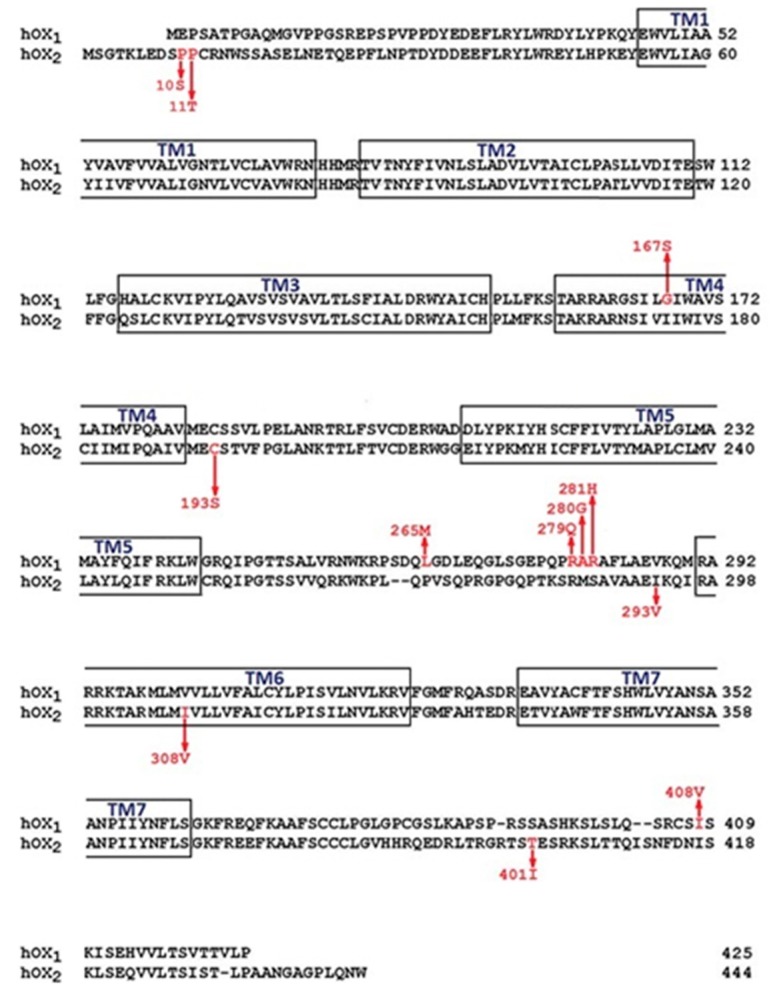 Alignment of the human OX1 and OX2 receptor amino acid sequences. The common wild-type sequence of OX1 receptor is shown (top) and the common wild-type sequence of OX2 is shown (bottom). Arrows mark the location of known amino acid variants in relation to transmembrane regions 1–7 (TM1–TM7). Alignment adapted from Alscript output [46].