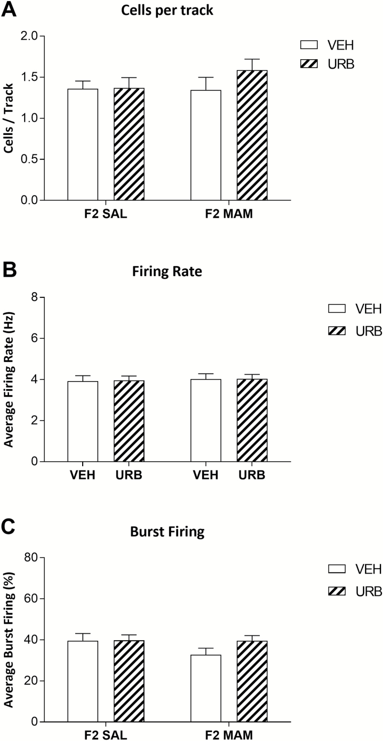 Adolescent exposure to the fatty acid amide hydrolase inhibitor URB597 does not significantly alter the average dopamine cells per track (A), firing rate (B), or burst firing (C) characteristics of the dopamine cells. Error bars indicate SEM. Sample sizes were: saline (SAL) vehicle (VEH), n=8; SAL URB, n=12; methylazoxymethanol acetate (MAM) VEH, n=8; MAM URB, n=9.