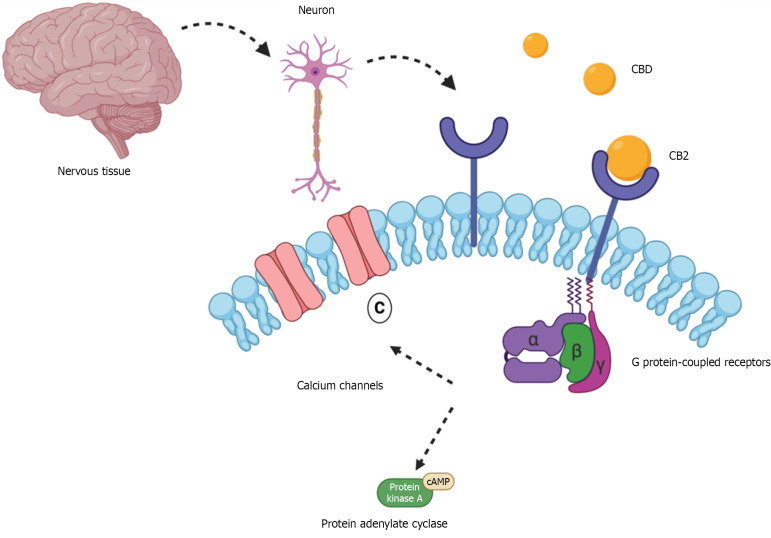 Cannabidiol activity on the cannabinoid type 1 receptor in nervous tissue. This figure illustrates how cannabidiol (CBD) interacts with cannabinoid type 1 receptor (CB1) located on neuronal membranes in the nervous system – an interaction relevant to its neuroprotective potential in type 1 diabetes. When CBD binds to the cannabinoid type 1 receptor, it activates associated G proteins that inhibit calcium ion channels, and the enzyme adenylate cyclase. As a result, cyclic adenosine monophosphate (cAMP) levels and protein kinase A activity are reduced, ultimately suppressing neurotransmitter release. Beyond this, CBD may also modulate key inflammatory mediators such as nuclear factor kappa B, interleukin 6, and tumor necrosis factor alpha, all of which are linked to neuroinflammation in type 1 diabetes. These combined effects suggest that CBD may help reduce oxidative stress and protect neuronal integrity.