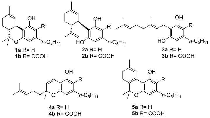 The structures of the “big four” phytocannabinoids [∆9-THC (1a), CBD (2a), CBG (3a) and CBC (4a)] and their acidic precursors (1b–4b), CBN (5a) and its acidic form CBNA (5b).