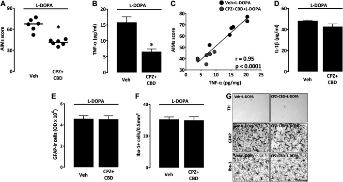Impact of CPZ + CBD on LID manifestation and striatal inflammation parameters. (A) Impact of a treatment with CPZ (5 mg/kg i.p.) + CBD (30 mg/kg i.p.) on the abnormal involuntary movements (AIMs) score of dyskinetic mice receiving L-DOPA. Data are presented as median (horizontal lines) and individual values (filled circles). *p < 0.05 vs. Veh, n = 6; Mann-Whitney’s test. (B) Impact of CPZ + CBD on TNF-α levels within the dorsal injured striatum of dyskinetic mice. *p < 0.05 vs. Veh, n = 6; Mann-Whitney’s test. (C) Correlation plot between TNF-α values and AIMs scores in mice treated with Veh + L-DOPA or CPZ + CBD + L-DOPA. The Spearman correlation coefficient r and the p value are given above in the plot. (D) Absence of impact of CPZ + CBD on IL1-β levels within the dorsal injured striatum of dyskinetic mice. (E) Absence of impact of the CPZ + CBD treatment on the intensity of the GFAP immunosignal in the dorsal striatum of dyskinetic mice. (F) Absence of impact of the CPZ + CBD treatment on the number of Iba-1+ microglial cells in the dorsal striatum of dyskinetic mice. (G) Representative illustrations showing that the treatment with CPZ + CBD had no impact on the intensity of the GFAP immunosignal from astrocytes, the density of Iba-1+ microglial cells and the TH immunosignal of dopaminergic nerve endings in the dorsal striatal area of dyskinetic mice receiving L-DOPA. Scale bar: 50 µm.