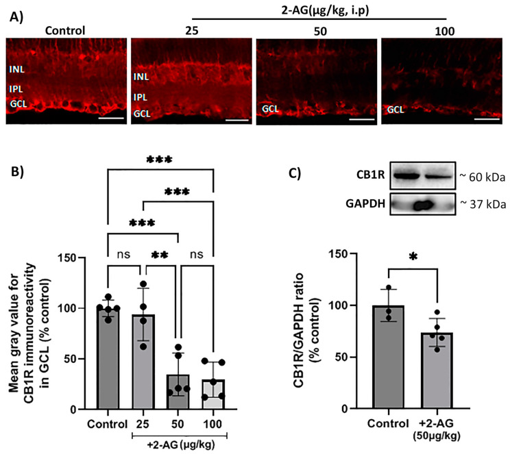 Effect of repeated 2-AG (i.p.) treatment on CB1R expression. (A) Representative images of CB1R-IR (red) in retinas of control and 2-AG-treated (25, 50, 100 μg/kg, i.p., 4 d) rats. Magnification: ×40. Scale bar: 50 μm. (B) Quantitative analysis of CB1R-IR in the ganglion cell layer (GCL) (** p < 0.01, *** p < 0.001). (C) Western blot and quantitative data showing CB1R expression. Data are expressed as the mean ± SD (n = 3–5); * p < 0.05, ns p > 0.05 (ns = no significance).