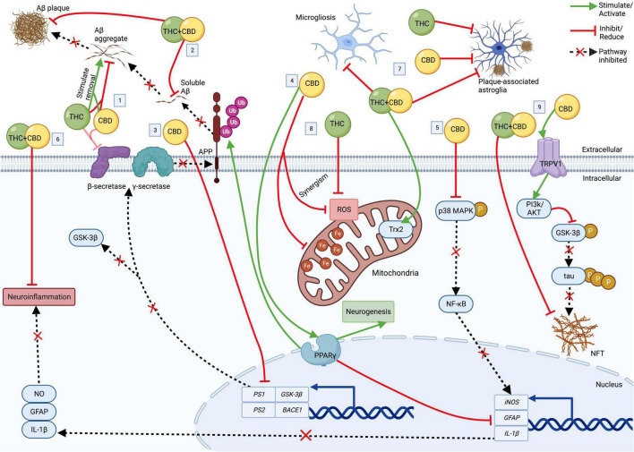 The cellular effects of CBD, THC, and CBD+THC in AD. Top: Extracellular; Bottom: Intracellular. (1) CBD and THC each block Aβ deposition and ↑ aggregated Aβ removal. CBD and THC also (weakly) inhibit β-secretase. (2) CBD+THC ↓ Aβ plaques and soluble Aβ42. (3) CBD ↓ transcription of PS1, PS2, BACE1, and GSK-3β, resulting in ↓ enzymes involved Aβ and tau production. (4) Acting via PPARγ, CBD (a) induces APP ubiquitination, resulting in ↓Aβ, (b) ↑ neurogenesis, and (c) ↓ neuroinflammation by suppressing GFAP, IL-1β and iNOS expression. (5) CBD also ↓ iNOS via p38 MAPK and NF- κB. (6) CBD+THC also ↓ neuroinflammation. (7) CBD, THC, and/or CBD+THC ↓astrogliosis and microgliosis. CBD+THC also ↑ Trx2. (8) CBD and THC ↓ROS (with some potential synergism). CBD also ↓ mitochondrial ferritin. (9) CBD ↓ tau hyperphosphorylation via a TRPV1/PI3K/AKT/GSK-3β axis. CBD+THC also ↓ NFT. Aβ, Amyloid-β; APP, amyloid precursor protein; AD, Alzheimer’s disease; BACE1, β-secretase 1; CBD, cannabidiol; Fe, ferritin; GFAP, glial fibrillary acidic protein; GSK-3β, glycogen synthase kinase 3β; iNOS, inducible nitric oxide synthase; IL-1β, interleukin 1 beta; NFT, neurofibrillary tangle; NO, nitric oxide; NF-κB, nuclear factor-κB; p38 MAPK, p38 mitogen-activated protein kinase; P, phosphate group; PI3K/Akt, phosphatidylinositol 3-kinase/Akt kinase; PPARγ, peroxisome proliferator-activated receptor gamma; PS1, presenilin 1; PS2, presenilin 2; ROS, reactive oxygen species; THC, delta-9-tetrahydrocannabinol; TRPVI, transient receptor potential vallinoid 1; Trx2, thioredoxin 2; Ub, ubiquitin. Created with BioRender.com.