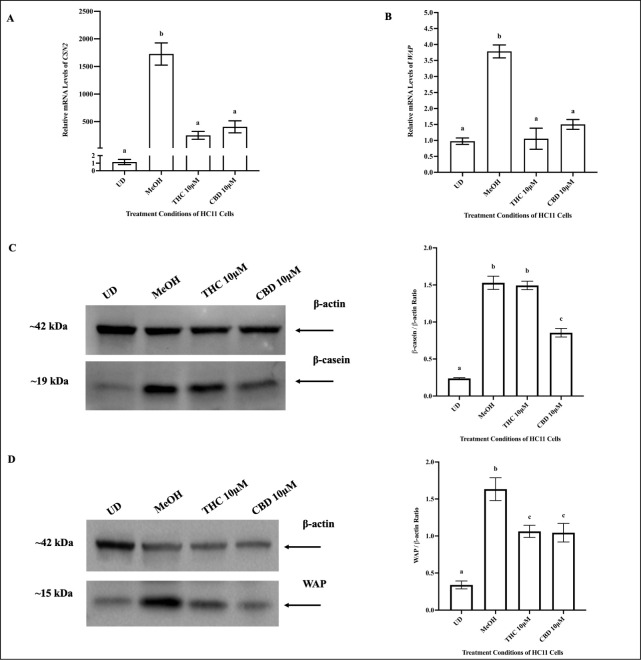 10μM THC and 10μM CBD reduced levels of milk proteins in HC11 cells.HC11 cells were seeded in base media for 24 hours (UD) and processed for total RNA or protein, as described in the methods. HC11 cells were differentiated in base media containing PRL, INS and DEX, as described in methods, and treated with vehicle control (MeOH), 10μM THC or 10μM CBD for 4 days, and processed for total RNA or protein. The relative mRNA levels of CSN2 (A) and WAP (B) were determined. Gene expression analysis was repeated with 6 distinct replicates. Milk protein expression was assessed, as described in the methods, using 15μg of total protein for each sample. Representative blots of β-casein (C) and WAP (B) are shown along with a bar graph quantifying the protein expression, normalized to β-actin, for undifferentiated cells (UD), vehicle control (MeOH), 10μM THC and 10μM CBD treated HC11 cells, based on 4 replicates. Results were plotted as mean ± SEM and compared using one-way ANOVA. Statistically significant changes were represented by distinct letters.
