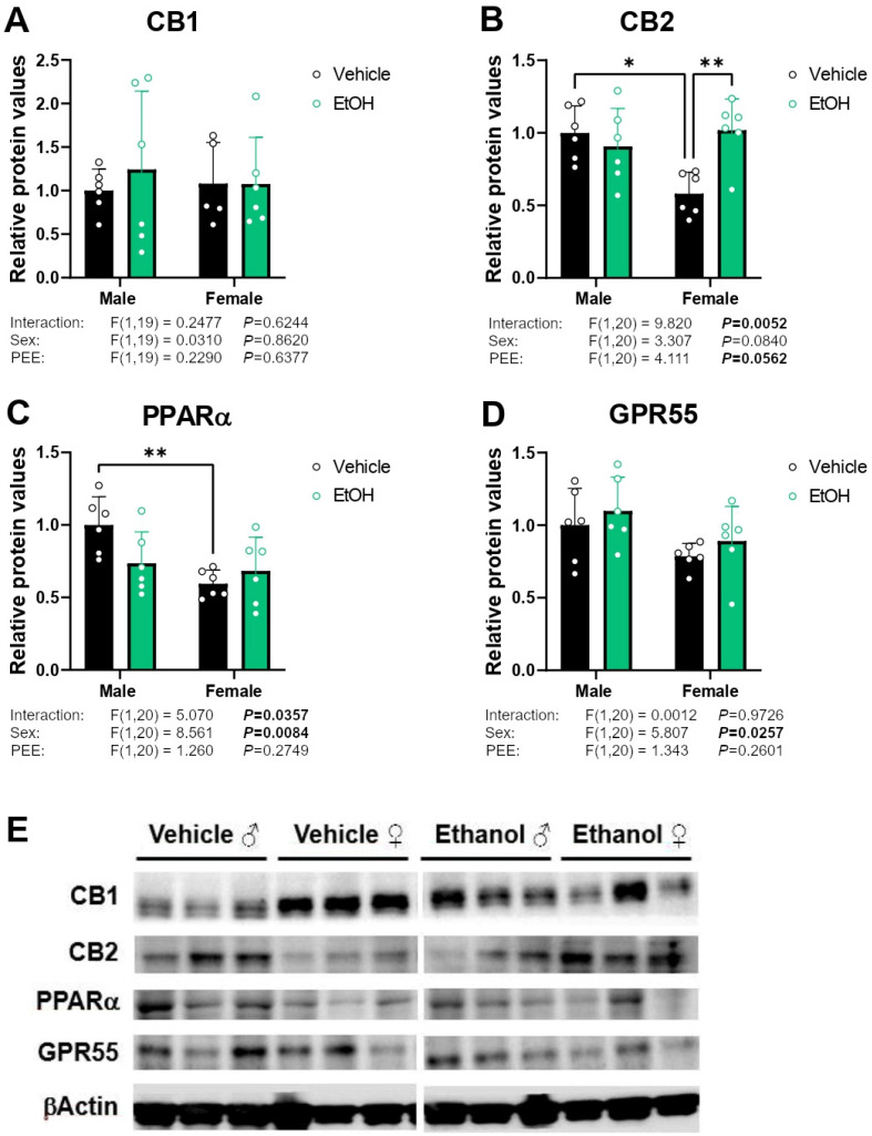 Protein expression of the cannabinoid-related receptors CB1 (A), CB2 (B), PPARα (C), and GPR55 (D) in hippocampal astrocytes from 3×Tg-AD offspring of both sexes born to control and PPE mothers. Representative immunoblots (E). Data are expressed as the mean ± S.E.M. (n = 5–6). Relevant p values from the two-way ANOVA are shown below each graph, with significant p-values highlighted in bold. Tukey’s test: */** p < 0.05/0.01. See also effect sizes in the Supplementary Table S3. See unedited blots in the Supplementary Figure S1.