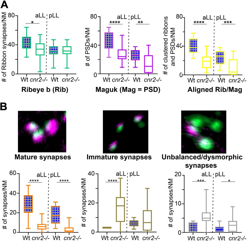 Quantification of individual Ribeye b and Maguk puncta and aligned/clustered Ribeye b and Maguk puncta. (A) Quantification of Ribeye b puncta (Rib, left panel), Maguk puncta (Mag, central panel) and the two clustered/aligned (Rib/Mag, right panel) in NMs of the aLL and pLL. (B) Visual assessment of the maturity of synapses based on the size, shape and relative proportion of Rib and Mag clusters. Example of mature (left panel), immature (central panel) or unbalanced/dysmorphic (right panel) synapses are shown. Scale bar in panel (B) (for all 3 images) = 1 micron. Whisker boxes show all values with minimum and maximum. Significance is represented as * (*p < 0.05; **p < 0.001; ***p < 0.003; and ****p < 0.0001).