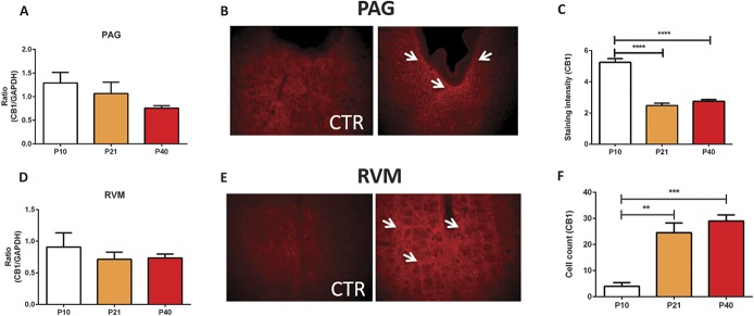 Changes in the expression of endocannabinoid receptors CB1, CB2, and GPR55 in the brainstem of the rat during postnatal maturation. (A) TaqMan real-time (RT) PCR analysis of CB1 receptor mRNA in the ventral periaqueductal grey (vPAG) of P10, P21, and P40 rats, no statistically significant changes were observed between the ages. (B) Fluorescent image (×20 magnification) and quantification (C) of CB1 immunoreactivity in the vPAG. White arrows denote CB1-specific terminal staining. The expression of CB1 receptors in the vPAG decreased as the animals aged, as immunoreactivity was highest at P10 (P < 0.0001; 1-way analysis of variance [ANOVA]). TaqMan RT-PCR analysis of CB1 receptors in the rostroventral medulla (RVM) of P10, P21, and P40 rats, no changes were observed between the ages. (E) Fluorescent image (×20 magnification) and quantification (F) of CB1 immunoreactivity in the RVM. White arrows denote CB1-specific terminal staining. The expression of CB1 receptors in the RVM increased as the animals aged (P < 0.01-0.001; 1-way ANOVA) (C and D) N = 3 to 5 animals per age group. CTR, control. Data shown here represent mean ± SEM. **, ***, and **** = P < 0.01, P < 0.001, and P < 0.0001, respectively, between age comparisons, 1-way ANOVA with Bonferroni multiple comparisons.