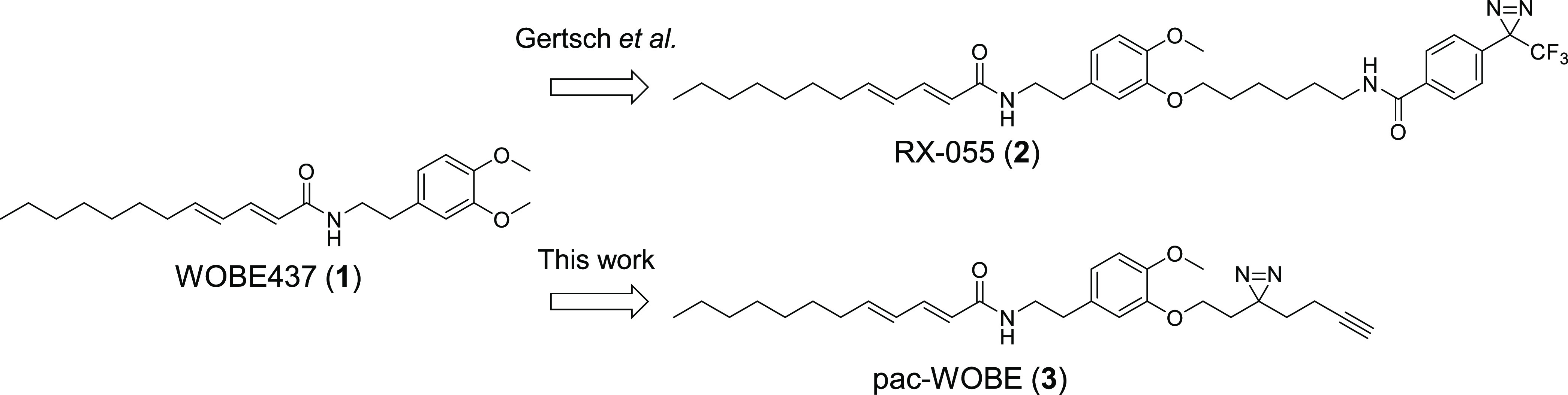 Structures of WOBE437 and its probe derivatives.