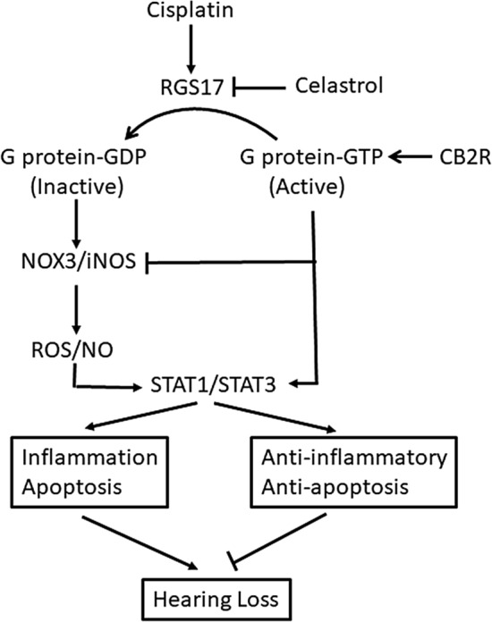 Proposed mechanism underlying the involvement of RGS17 in cisplatin ototoxicity. In the cochlea, cisplatin-induced increase in RGS17 negatively modulates otoprotective GPCR/Gα signaling by facilitating the inactive Gα-GDP state. This, we believe relieves a tonic suppression of ROS and reactive nitrogen species (RNS) generation via NOX3 and iNOS, respectively, increases cellular STAT1/STAT3 ratios and increases pro-inflammatory and apoptotic pathways. We believe these changes promote hearing loss. Inhibition of RGS17 (by celastrol, knockdown of RGS17) or activation of CB2 relieves the oxidative stress, reduced the STAT1/STAT3 ratios and inhibits cochlear inflammation and apoptosis.