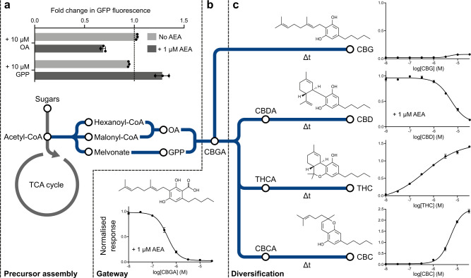 Sensing cannabinoids and their precursors.a–c Metabolic pathway for the complete biosynthesis of cannabinoids in yeast from sugar feedstocks, as demonstrated in Luo et al.9. a Fold change in CB2 biosensor expression after addition of 10 µM olivetolic acid (OA) and geranyl pyrophosphate (GPP) in the presence (dark grey) and absence (light grey) of 1 µM anandamide (AEA). b Cannabigerolic acid (CBGA) dose-response curve in the presence of 1 µM AEA with the CB2 biosensor. c Cannabigerol (CBG), cannabidiol (CBD), Δ9-tetrahydrocannabinol (THC), and cannabichromene (CBC) dose-response curves with the CB2 biosensor. The CBD dose-response curve is in the presence of 1 µM AEA. Experimental measurements are GFP levels per cell as determined by flow cytometry and shown as the mean ± SD from three biological replicates. All data are normalised to the no ligand and 1 µM AEA CB2 biosensor response. Curves were fitted using GraphPad Prism variable slope (four parameter) nonlinear regression fit.