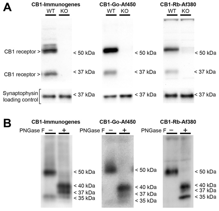 Immunoblot against CB1 receptor protein using CB1-Immunogenes, CB1-Go-Af450 and CB1-Rb-Af380 antibodies. (A) Representative Western blots carried out loading the same amount of total protein (20 µg/lane) from synaptosomes of brain cortical tissue of wild-type (WT) and CB1-KO mice. The molecular weights depicted correspond to the signal of the standard markers. (B) Representative Western blots carried out loading the same amount of control and PNGase F treated frontal cortical synaptosomes (20 µg total protein/lane). The approximate molecular masses of the immunoreactive species detected on the blot are indicated.