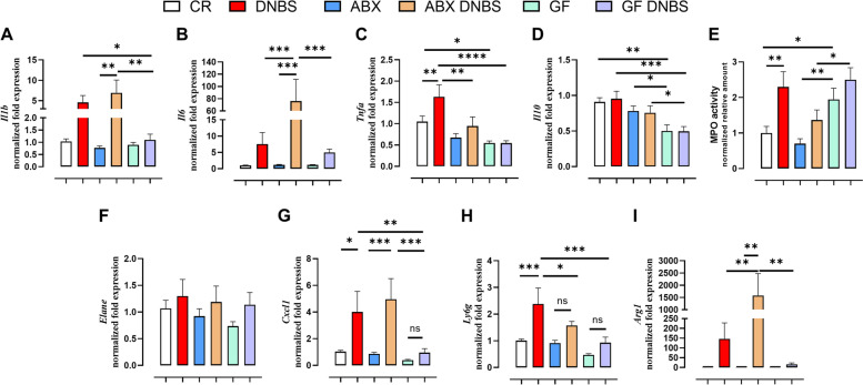 Inflammatory parameter gene expressions in colon tissue from conventionally raised (CR), antibiotic- treated (ABX) and germ-free (GF) mice in healthy condition or under DNBS-induced inflammation. (A-D) expression levels of cytokines involved in inflammation, E) MPO activity (expressed as normalized relative amount), F-I) expression levels of neutrophil markers DNBS was rectally injected into the mouse colon at the dose of 120 mg/kg; ABX mice received an antibiotic cocktail (ampicillin, streptomycin and clindamycin 1 mg/mL each) starting 14 days before DNBS administration and for the whole length of the experiment. Mice were killed three days after DNBS administration. Data are expressed as mean ± SEM of 6–8 mice for each experimental group. Data were statistically analyzed using two-way ANOVA followed by the Fisher’s LSD test. *p < 0.05, **p < 0.01 and ***p < 0.001