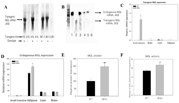 Tissue specific overexpression of transgenic MGL mRNA.(A) Overexpression of transgenic MGL transcript (2 kb) in mouse small intestine. 40 µg of total RNA was loaded onto each well, and probed with [32P] labeled full length coding region of mMGL cDNA. (B) Intestinal specific expression of transgenic MGL transcript by Northern analysis. 1 µg of poly A+ RNA was loaded onto each well, and probed with mMGL cDNA. Lane 1, Brain; lane 2, Small intestine; lane 3, Adipose tissue; lane 4, Liver; lane 5, Stomach; lane 6, Cecum. Upper bands found in lanes 1, 3, 4, and 5 corresponded to the 4 kb endogenous MGL transcript, and lower band shown in lane 2 was the 2 kb transgenic MGL transcript. (C) Intestinal specific expression of transgenic MGL transcript by qPCR analysis. A unique junction region present only in transgenic animals (MGL coding region + SV40 poly A sequence) was the target for the amplification. Data represent mean ± S.E. n = 4 per group, expression relative to iMGL small intestine. (D) Endogenous MGL mRNA expression in iMGL mice. Tissues were harvested after 3 weeks of high fat feeding. Primers were designed to amplify the 3′untranslated region of endogenous MGL mRNA sequence, which is absent in the transgenic MGL transcript.(n = 7–8 per group) (E) Relative MGL protein expression in iMGL versus wild type small intestine after 3 weeks of a high fat diet. Values are presented relative to the expression of the wild type littermates set to 100%. Data represent mean ± S.E. n = 5–8 per group. (F) MGL activity in iMGL versus wild type small intestine after 3 weeks high fat diet. n = 5–8 per group. *p<0.05, **p<0.01 versus wild type littermates.
