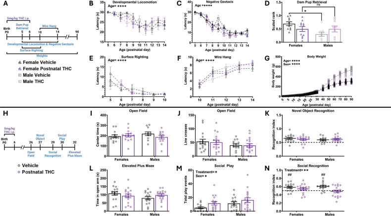 Postnatal THC exposure increases social play and decreases social recognition without impacting development or other nonsocial behaviors.Bars represent the mean ± SEM, open circles represent individual data points for each rat. A Schematic showing treatment paradigm, timeline, and legend for (B–G). B Quantification of the latency to locomote. Repeated measures three-way ANOVA revealed no effect of sex, data was then collapsed. Repeated measures two-way ANOVA showed decrease in latency to locomote as rats aged (F (6.176, 382.9) = 12.12; P < 0.0001) and no effect of treatment on latency. n = 17–18 rats per sex per treatment. ****P < 0.0001. C Quantification of the latency to respond to gravitational cues. Repeated measures three-way ANOVA showed no effect of sex, data was then collapsed. Repeated measures two-way ANOVA showed decrease in latency to respond to gravitational cues as rats aged (F (4.896, 181.2) = 75.32; P < 0.0001) and no effect of treatment on latency. n = 17–18 rats per sex per treatment. ****P < 0.0001. D Quantification of dam latency to retrieve pups. Repeated measures two-way ANOVA showed sex x treatment interaction (F (1, 35) = 4.882; P = 0.0338). Bonferroni post hoc comparison between groups. n = 9–11 rats per sex per treatment. *P < 0.05. E Quantification of the latency to surface right. Repeated measures three-way ANOVA showed no effect of sex, data was then collapsed. Repeated measures two-way ANOVA showed decrease in latency to surface right as pups aged (F (2.027, 74.99) = 17.60; P < 0.0001) and no effect of treatment on latency. n = 17–18 rats per sex per treatment. ****P < 0.0001. F Quantification of the latency to fall from a hanging wire. Repeated measures three-way ANOVA showed no effect of sex, data was then collapsed. Repeated measures two-way ANOVA showed increased latency to fall from a hanging wire as pups aged (F (3.544, 219.7) = 31.29; P < 0.0001) and no effect of treatment on latency. n = 17–18 rats per sex per treatment. ****P < 0.0001. G Quantification of body weight, individual rat data points shown with mean line displayed due to overlapping averages. Mixed-effects analysis showed a main effect of sex (F (1, 60) = 246.9; P < 0.0001) so analysis was repeated as two-way repeated measures ANOVAs to assess the effect of treatment separately in male and female rats. Mixed-effects analysis of females showed an increase in weight across age (F (1.782, 52.47) = 2676; P < 0.0001) with no effect of treatment on weight. Mixed-effects analysis of males showed an increase in weight across age (F (1.442, 41.82) = 3142; P < 0.0001) with no effect of treatment on weight. n = 9–12 rats per sex per treatment. ****P < 0.0001. H Schematic showing treatment paradigm, timeline, and legend for (I–N). I Quantification of open field center time. Two-way ANOVA showed no interaction or main effects of sex or treatment. n = 11–14 rats per sex per treatment. J Quantification of open field line crosses. Two-way ANOVA showed no interaction or main effects of sex or treatment. n = 11–14 rats per sex per treatment. K Quantification of recognition index during novel object recognition. Two-way ANOVA showed no interaction or main effects of sex or treatment. n = 12–16 rats per sex per treatment. Horizontal dashed line indicates recognition index of 0.5. L Quantification of the effect of postnatal THC on time spent in open arm of elevated plus maze. Two-way ANOVA showed no interaction or main effects of sex or treatment. n = 15–17 rats per sex per treatment. M Quantification of the total number of play events. Two-way ANOVA showed main effect of sex with males playing more than females (F (1, 59) = 4.424; P = 0.0397) and a main effect of treatment with THC exposure increasing play (F (1, 59) = 4.807; P = 0.0323). n = 15–17 rats per sex per treatment. *P < 0.05. N Quantification of the recognition index score. Two-way ANOVA showed main effect of treatment with THC exposure decreasing recognition index (F (1, 60) = 8.024; P = 0.0063). **P < 0.01. One sample t-test against a hypothetical value of 0.5 of vehicle treated females (t = 3.312, P = 0.0047), THC treated males (t = 1.485, P = 0.1584), vehicle treated males (t = 3.944, P = 0.0015), and THC treated males (t = 0.6330, P = 0.5357). ##P < 0.01. n = 15–17 rats per sex per treatment. Horizontal dashed line indicates recognition index of 0.5.