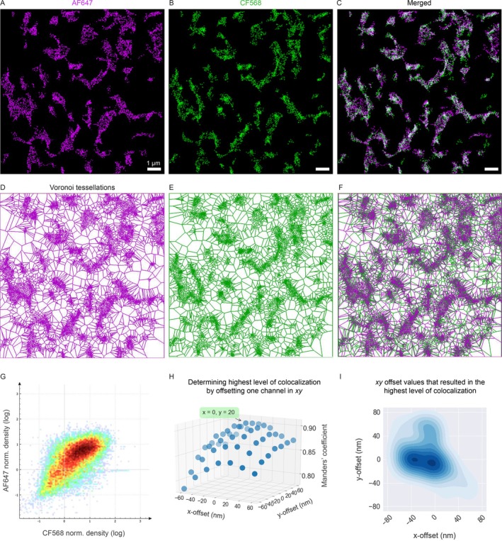Chromatic aberration‐free imaging of astrocytic processes in dense brain tissue by dual‐color STORM imaging. (A–C) Dual‐color STORM super‐resolution image of an astrocyte labeled with CF568 and AF647 fluorophores, and imaged sequentially, starting with the longer wavelength laser line. (D–F) Voronoi tessellation representation of the STORM localization points for the two images. Tessellation, image creation, calculation of local densities and Manders' values were all performed in Coloc‐Tesseler (Levet et al. 2019). (G) The local molecular densities of the two STORM channels are highly correlated. The Manders' coefficient value that quantifies the level of colocalization can be retrieved from these pair density scatterplots. (H) The AF647 localization points were shifted in xy dimensions (−60 to 60 nm, 20 nm increments, independently for x and y directions) relative to the CF568 ones, and Manders' values were retrieved again. The highest values for this image were detected around 0–20 nm xy shifts, and Manders' values started to deteriorate at higher offsets. (I) 2D histogram of the best three Manders' values retrieved from 19 images where one channel was shifted relative to the other using the above parameters. The most frequent values for both the x and y offsets were around 0 nm. This proves that there is negligible chromatic aberration (and residual drift) between the imaged channels.