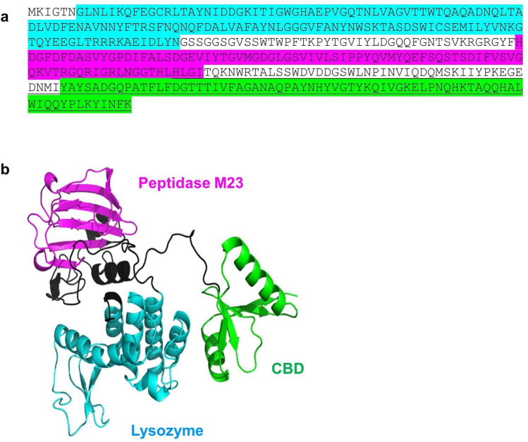 Predicted domains and structure of LysL. a Amino acid sequence. The underlined sequence is the 119-aa C-terminal region fused with GFP. b structure prediction by Alphafold2. The three distinct domains of lysozyme, peptidase, and cell binding domain are marked in both sequence and 3-D structure with cyan, magenta, and green, respectively. The linkers between the domains are shown in black. Lysozyme and peptidase positions were predicted by NCBI Conserved Domains search tool. The location of CBD is an estimate based on 3-D structure