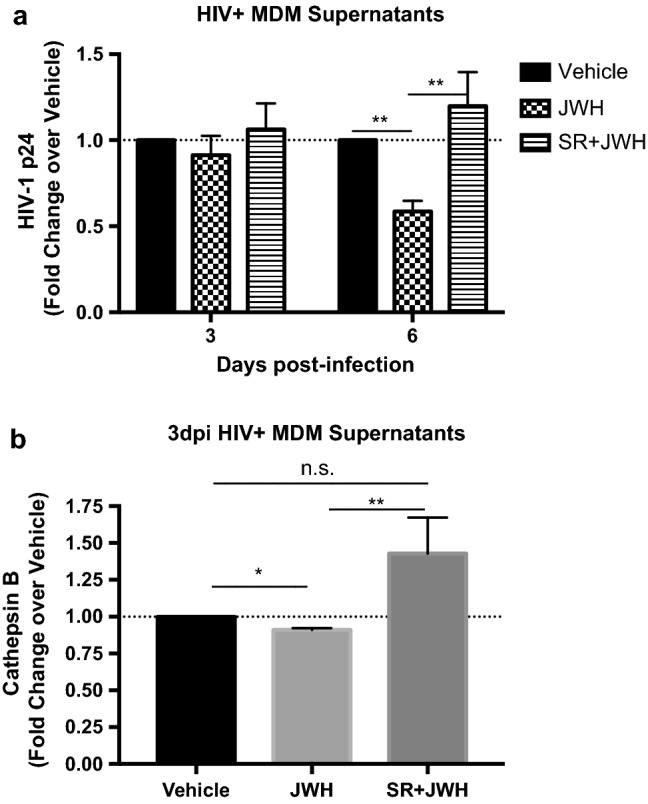 JWH-133 decreases HIV-1 replication and CATB secretion through CB2R activation. MDM were cultured in 24-wells plates and infected with HIV-1ADA. After removal of residual virus, cells were treated with CB2R antagonist SR144528 (SR: 1 µM) for 1 h, followed by JWH-133 (JWH) treatment at 0.5 µM. Treatments were maintained for 6dpi, exchanging half of the media at day 3pi and repeating the co-administration protocol. HIV-1 p24 and CATB levels were measured in HIV-infected MDM supernatants using ELISA. HIV-1 p24 and CATB levels were normalized against its vehicle control per donor. (a) HIV-1 p24 levels in HIV-infected MDM after co-administration of CB2R ligands. This figure is representative of at least eight different donors (n = 8). (b) CATB levels in HIV-infected MDM after co-administration of CB2R ligands. This figure is representative of ten different donors (n = 10). Graphs are presented using the mean ± standard error of the mean (SEM). *p < 0.05, **p < 0.01.