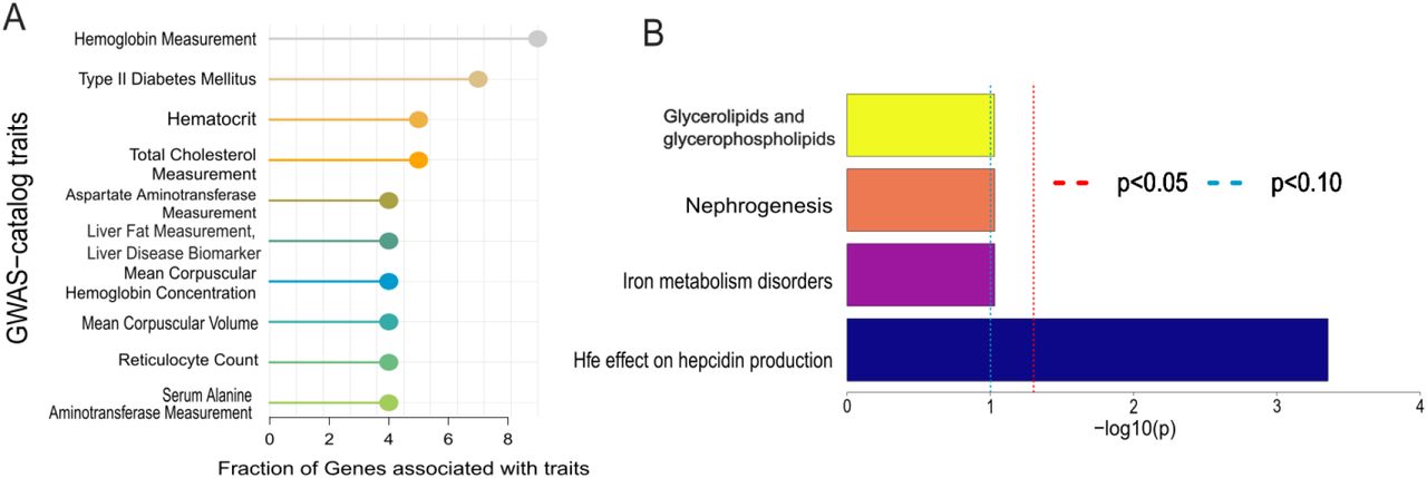 Gene enrichment and pathway enrichment analysis.(A) Gene-trait associations for various physiological and pathological processes, showing enrichment in traits related to iron metabolism, such as hemoglobin measurement and liver disease biomarkers. (B) Pathway enrichment analysis of SNPs, showing significant enrichment in pathways related to iron regulation, including “Hfe effect on hepcidin production” and “Iron metabolism disorders.