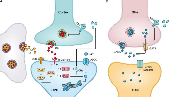 CB1 receptor-mediated retrograde signaling mechanism. (A) Release of Glu from the cortical striatal glutamatergic neurons can stimulate the release of eCBs from postsynaptic neurons, which in turn acts on CB1 receptors in the presynaptic membrane to inhibit presynaptic Glu release. Meanwhile, dopaminergic neurons can promote cannabinoid production by decreasing postsynaptic RGS4 phosphorylation levels. (B) Stimulation of the presynaptic CB1 receptor in GPe inhibits the reuptake of GABA by GABA transporter protein 1 (GAT1), thereby increasing local GABA levels.