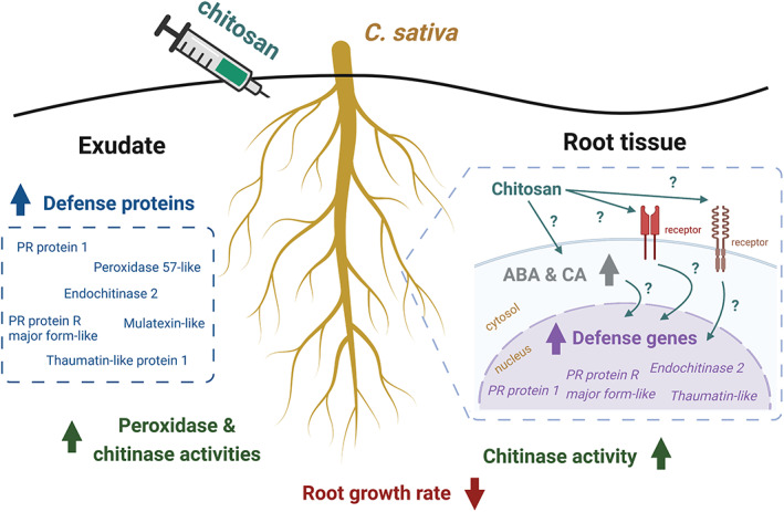 Summary of Cannabis sativa root responses upon colloidal chitosan treatment as observed in this study. Root growth was affected immediately after the treatment. In the root tissue, levels of ABA hormone and CA compound were increased, defense genes were upregulated and total chitinase activity was enhanced. In the exudate, increased secretion of several defense proteins such as PR protein 1 and endochitinase 2 was detected and total peroxidase and chitinase activities were higher than control and pre‐treatment. Biological mechanisms underlying root responses caused by chitosan remain uncharacterized. This figure was created with Biorender.com.
