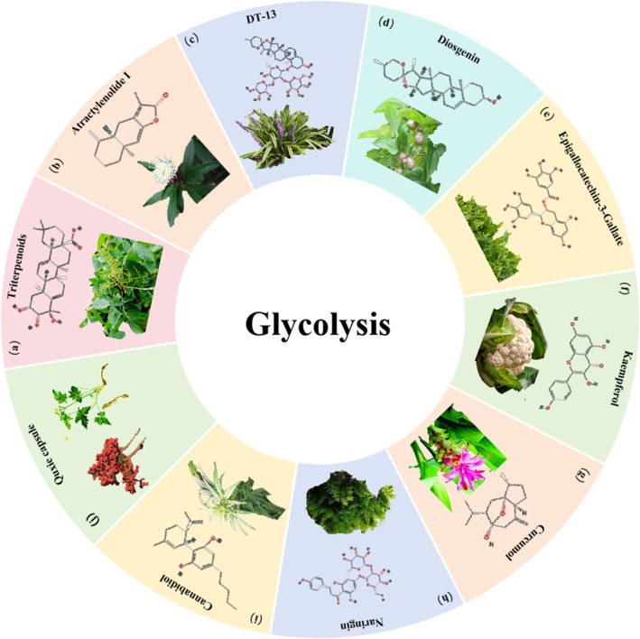 Herbal medicine treats CRC by regulating glycolysis. (a) Rhus chinensis Mill. (b) Atractylodes macrocephala Koidz. (c) Liriopes Radix. (d) Dioscorea polystachya Turcz. (e) Green Tea polyphenols. (f) Brassica oleracea var. botrytis Linnaeus. (g) Curcuma phaeocaulis Valeton. (h) Drynaria roosii Nakaike. (i) Cannabis sativa L. (j) Evodiae fructus, and Coptis chinensis Franch.