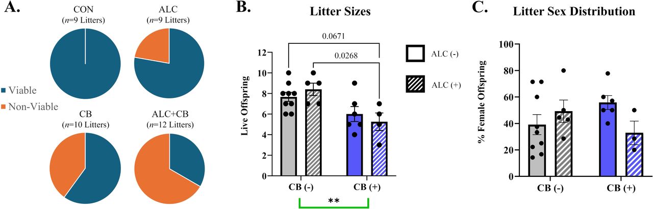 Litter characteristics at birth.A) Litter viability at birth differed between exposure groups, with ALC+CB offspring demonstrating the greatest loss of offspring viability compared to all other groups. B) Litter sizes among viable offspring demonstrate that ALC+CB litters produced fewer live offspring compared to CON and ALC exposures. P-values between pairwise comparisons are listed in graph. Offspring death between P0-P2 prevented quantification of two ALC litters. C) Litter sex distribution, assessed on Postnatal Day 2, revealed no significant differences in litter sex distribution as a result of exposure. Offspring death between P0-P2 prevented sex quantification among one ALC+CB litter. Abbreviations: CON = Control, ALC = Alcohol, CB = Cannabinoid, ALC + CB = Alcohol + Cannabinoid. Symbols: ** indicates p < 0.01
