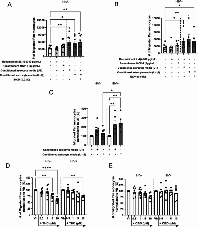 Chemotaxis is enhanced in monocytes derived from HIV+ subjects and is inhibited by THC pre-treatment in HIV+ and HIV- monocytes. (A-E) Pan monocytes isolated from HIV- (A, C, D, E) and HIV+ (B, C, D, E) individuals were seeded into the top chamber of chemotaxis plates in serum-free media (A-C) or serum-free media supplemented with Vehicle (0.03% ethanol; Vh), THC, or CBD (0.5, 1, 5, 10 µM) (D, E). After a 1 hr incubation to allow cells to settle, (A-C) fresh serum-free media supplemented with recombinant IL-1ß or MCP-1, or recombinant IL-1ß (300pg/mL) untreated/treated astrocyte conditioned media was added to the bottom chambers. (D, E) IL-1ß-treated astrocyte conditioned media was added to the bottom chambers. (A-E) Monocytes were incubated for 2 hours, then the number of migrated monocytes were quantified via Incucyte S3. (A, B) Asterisks denote statistical differences from the serum-free media control as determined by one-way ANOVA with Dunnett’s post hoc test. (C) Asterisks denote statistically significant differences between means within and between HIV- and HIV+ groups (*p < 0.05, **p < 0.01) as determined by two-way ANOVA with Tukey's post hoc test. (D, E) Asterisks denote statistically significant differences from the Vh treated control within each donor group or between HIV- and HIV+ groups (**p < 0.01, ****p < 0.0001) as determined by two-way ANOVA with Sidak's post hoc test. All graphs show the mean ± S.E.M. (A-E) (n = 8 HIV- donors, n = 6 HIV+ donors)