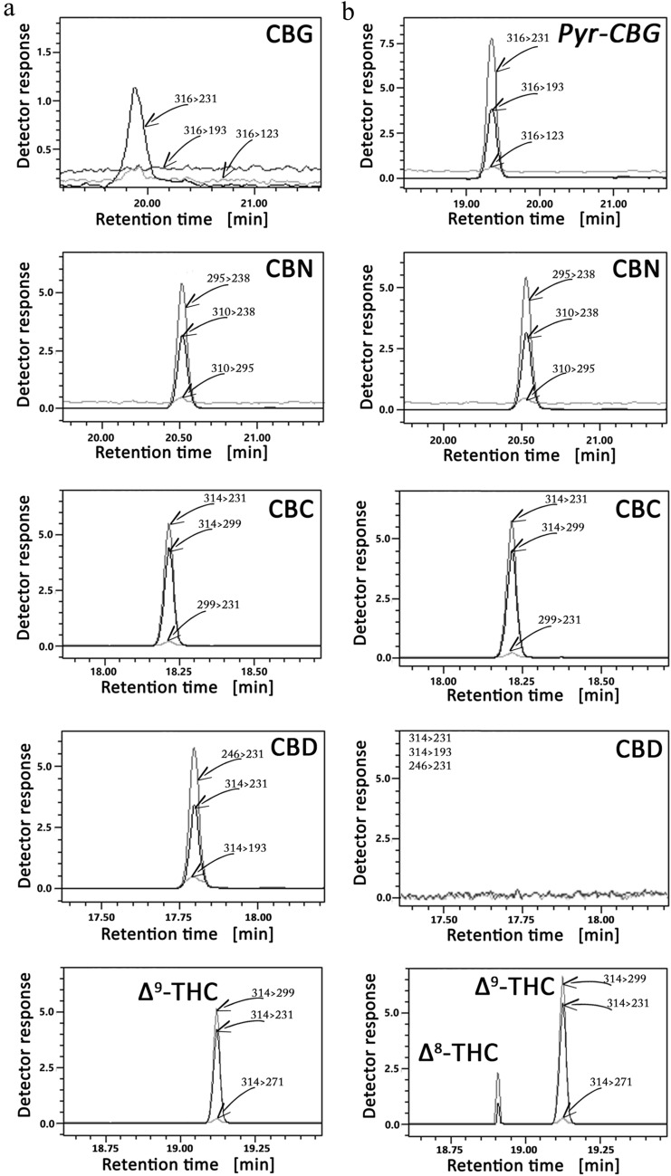 MRM chromatograms of blood sample containing CBG, CBN, CBD, Δ9-THC and CBC mixture before (a) and after cyclization (b). Arrows indicate signals with corresponding MRM transitions.