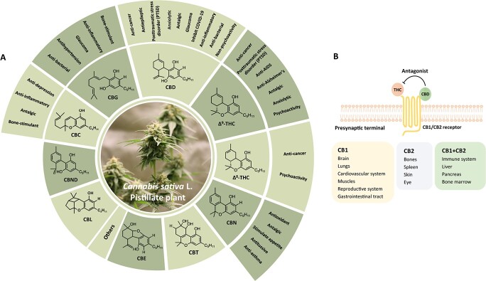 . Cannabinoids and human health. A Eleven subclasses of cannabinoids in Cannabis and their respective pharmacological activities. ∆9-THC (∆9-tetrahydrocannabinol), ∆8-THC (∆8-tetrahydrocannabinol), CBG (cannabigerol), CBC (cannabichromene), CBD (cannabidiol), CBND (dehydrocannabidiol), CBE (cannabielsoin), CBL (cannabicyclol), CBN (cannabinol), CBT (dihydroxycannabinol). B Cannabinoid receptors CB1/CB2 are distributed in the presynaptic terminal. THC activates the CB1/CB2 cannabinoid receptors, which leads to the release of neurotransmitters, the control of pain perception and memory learning, and the regulation of metabolic and cardiovascular systems. CBD can antagonize THC and reduce its side effects and addiction. Rectangle indicates the distribution of CB1/CB2 cannabinoid receptors in the human body.