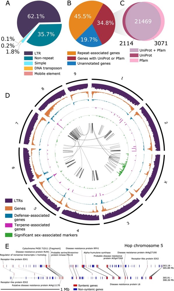 Gene and repeat content in the 10 largest assembly scaffolds. A) Pie chart showing percentages of different categories of repeat content relative to total repeat content. B) Pie chart showing the percentage of genes with similarity to a repeat-associated UniProt protein or Pfam domain, the percentage of genes with similarity to a non-repeat-associated UniProt gene or Pfam domain, and genes lacking similarity to any known UniProt protein or Pfam domain. C) Venn diagram showing the intersection of genes that have similarity to a UniProt gene and/or a Pfam domain. D) Circos plot for the largest 10 scaffolds in the Dovetail assembly showing histograms for genomic features. All histograms are split into 5 megabase (Mb) bins, depicting counts per 5 Mb, including gene density (orange; y-axis range: 4–253), putative defense response-associated genes (blue; y-axis range: 0–104), putative terpene-associated genes (pink; y-axis range: 0–8), long-terminal retrotransposons (purple; y-axis range: 51–5707), and significant sex-associated SNPs (green; y-axis range: 0–12; p-value <0.05). The center track depicts syntenic blocks within the same scaffold and across different scaffolds. E) Syntenic block on Dovetail chromosome 5 containing putative disease-response-associated genes and one copy of an alpha-humulene synthase. Syntenic genes are shown in red and non-syntenic genes are shown in blue. In the top track, the genomic coordinates for the first mRNA start position and last mRNA stop position are 303.18–305.89 Mb, and the analogous coordinates in the second block are 305.91–308.26 Mb.